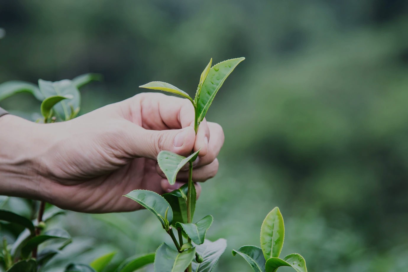 修水縣大(dà)椿茶廠